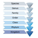 Illustration for article titled Evolution 101: The Missing Link FAQ